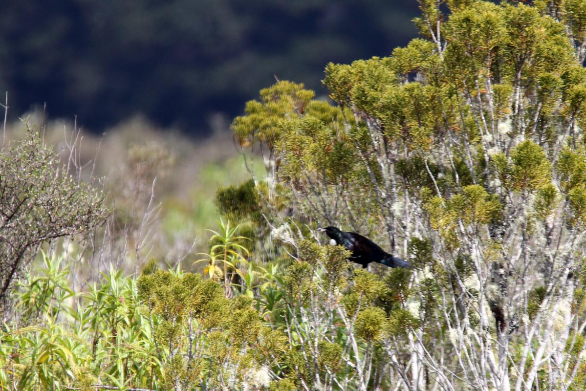 Tui (Prosthemadera novaeseelandiae)